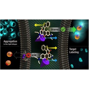 耐光性に優れたライブセルイメージング用近赤外蛍光標識剤を開発～立体化学によって細胞膜透過性が異なることを発見～