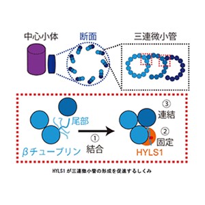 中心小体の基本骨格形成メカニズムを解明～10億年以上前に生物が獲得した高次構造の謎に迫る～