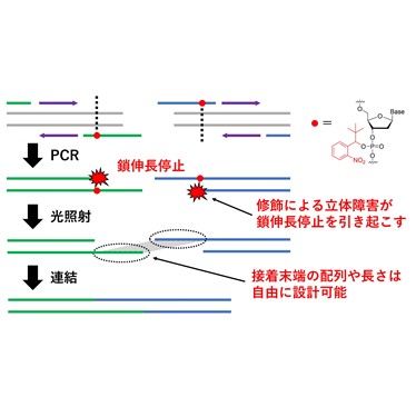 PCR停止プライマーを用いた高効率なDNA連結法を開発 ～DNAライブラリー構築や、ゲノム合成などへの広い応用に期待～