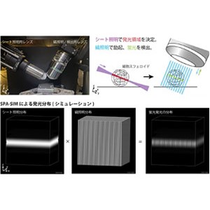 生体内部が見える超解像顕微法を開発～３D多細胞組織内部を高解像で観察可能に～