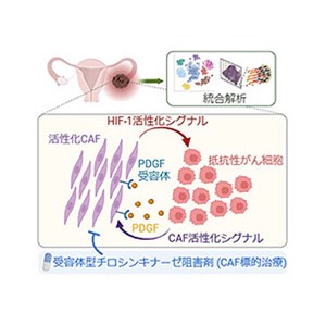 難治性卵巣がんの治療抵抗性を引き起こす細胞間の協調作用を発見～「がん関連線維芽細胞」を標的とした新しい治療法開発に期待～
