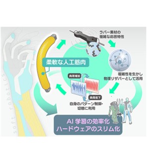 計算する人工筋肉 ～物理リザバー計算により分岐構造を含む多様なパターンを生成～