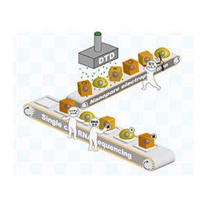 細胞の硬軟をDNAシーケンシングで測る～細胞の力学的性質を制御するメカニズムの理解に寄与～