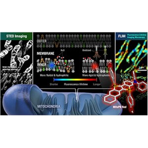 ミトコンドリア内膜の特性を蛍光寿命で解析する新技術を開発～細胞へのストレスにより膜の流動性が変化することを発見～
