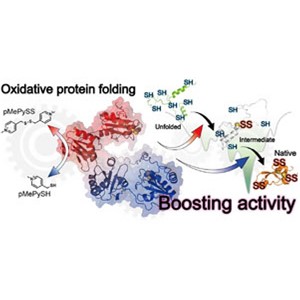 たんぱく質の品質管理を担う酵素を高活性化する低分子を開発～アルツハイマー病、２型糖尿病などに対峙する新しい創薬戦略～