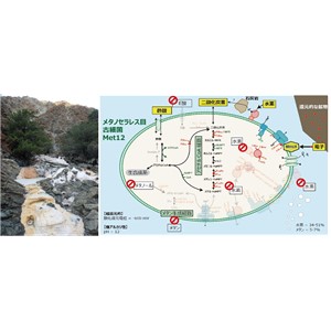 地下深部の極限的な環境に常識外れな古細菌を発見 －メタン生成古細菌がメタン生成能を失う適応進化－