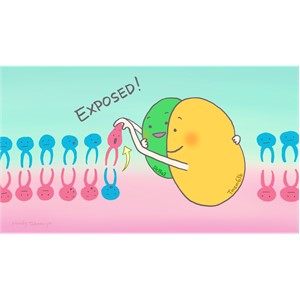 細胞膜脂質の分布を制御する新しい仕組みの発見