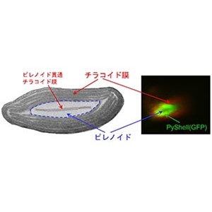 海洋性珪藻類が行う高効率CO2固定を可能にするたんぱく質を発見～ゲノム編集とクライオ電子顕微鏡で解明する葉緑体ピレノイド構造の謎～