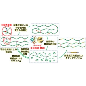 従来比8倍以上の強靭性、20倍の分解性・再利用性を達成 生体触媒を利用した資源循環可能なポリマー材料～酵素反応によるポリマーの分解と再利用・アップサイクル～