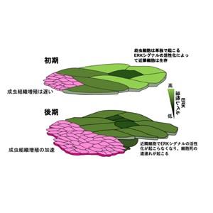 昆虫のからだの作り替えは細胞死への道連れによって加速される ー先天性奇形の病態解明の進展に期待ー