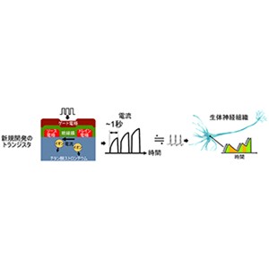 「遅い」のに高効率な情報処理技術を開発～生体神経組織の動作を模倣した低消費電力なトランジスタの動作実証に成功～