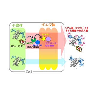 タンパク質修飾技術で細胞内輸送を制御して糖鎖修飾をコントロール：バイオ医薬品の開発を加速！