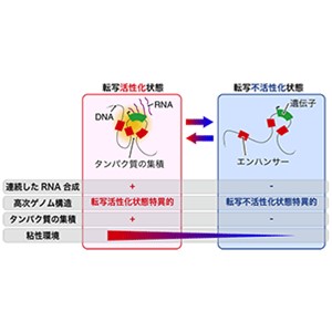 遺伝子同士の距離変化が発現を調節する新たな仕組みを発見～疾患の発症原因解明や治療標的発見への応用に期待～