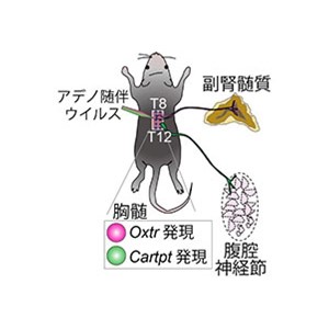 臓器を個別に制御する自律神経の仕組みを解明～交感神経の理解をメジャーアップデートへ～