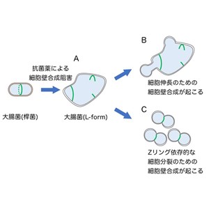 大腸菌L-formにおいて、 隔壁合成はアメーバ様細胞から一定の大きさの球形細胞への変化に必要である 〜進化の過程で細胞形態がどのように決められたかの考察〜