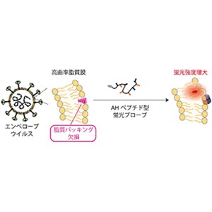 エンベロープウイルス粒子を蛍光検出する分子プローブを開発～ウイルス感染力を迅速、簡便に計測する技術を目指して～