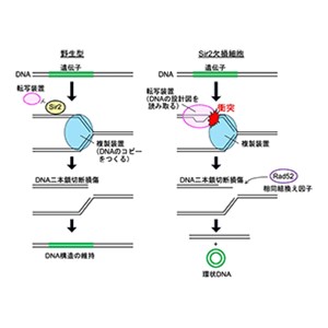 がん細胞に見られる「環状DNA」が作り出される仕組みを解明～DNA複製と転写の衝突が問題だ～