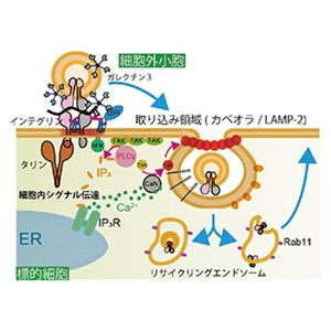 細胞外小胞の標的細胞への取り込み機構を解明～細胞外小胞動態メカニズムに基づく新たな治療戦略への貢献に期待～