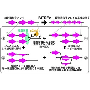 ゲノム上で遺伝子を高度に増幅する新技術を開発～実験進化、有用物質生産、遺伝子治療への応用に期待～