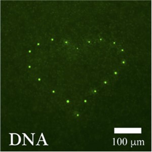 DNAパターニングを可能とする液-液相分離液滴のレーザー誘導形成法 ー新奇の液-液相分離現象の発見とDNA濃縮液滴のパターニングへの展開ー