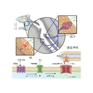 咳と嚥下のスイッチ 喉に新たな感覚器官を発見～咳治療に道筋、喉ごし感覚の一端か～