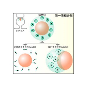 記憶の正体を解き明かす記憶関連たんぱく質が 集合する シミュレーションに成功