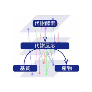 飢餓時の代謝トランスオミクスネットワークの構造的堅牢性と時間的脆弱性～飢餓適応システムとしての生物学的鳥瞰図を描く～