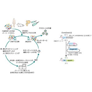 「遡る生物学」という新コンセプト特定の運命を持つ細胞を取り出す技術～再生医療、細胞進化研究などへの幅広い応用に期待～