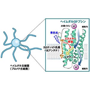 プロメテ古細菌から高感度な光駆動水素イオンポンプを発見～真核生物の出現に関わる古細菌による新たな光利用～