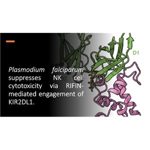 免疫vsマラリア原虫 攻防の鍵を握るタンパク質RIFINの機能を解明、ワクチン開発にも期待