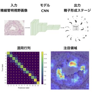妊娠につながるマウスの精子形成ステージを自動判定するAI開発に成功 －不妊症の原因となる精子形成の質の評価に貢献－