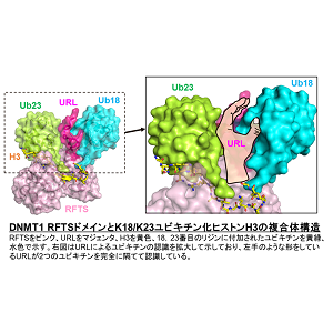 有田 恭平研究者ら「細胞固有の性質が遺伝する仕組みを解明～ＤＮＡメチル化酵素の正確な配置と活性化を制御する仕組み～」