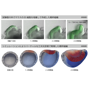 奥田 覚研究者ら「目の丸い形ができる仕組みを解明～「器官の形作り」の理解から再生医療への貢献に期待～」