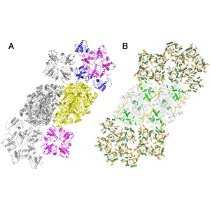 秋田 総理研究者ら「褐色を呈する光化学系ＩＩ－集光性色素タンパク質複合体の立体構造を解明～光合成生物の進化と多様化を解明する糸口に～」