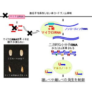 「未知のゲノム領域」が支えるお米の生殖～雄しべと雌しべの成長をコントロールするマイクロRNAを発見～