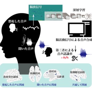 「聞こえた音、思い出した音」を脳波から音で再現する技術を開発～脳内の音声処理機構の理解に向けて～