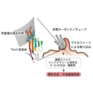 カーボンナノチューブの毒性発現機構の一端を解明 ～免疫細胞が病原体と誤認識して過剰応答～