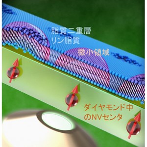 ナノスケール量子計測からリン脂質の動きを捉えることに成功 ～創薬に向けた細胞診断への応用に期待～