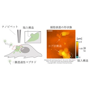 生きた細胞膜での膜透過性ペプチドの取り込みをナノスケールで可視化 ～細胞膜で起こるさまざまな物質のやり取りや反応を直接観察可能に～