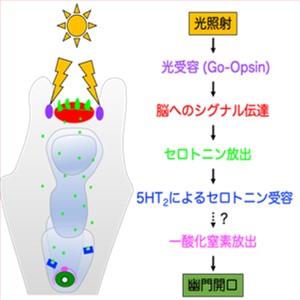 ウニは光の刺激で胃から腸へのゲートを開く