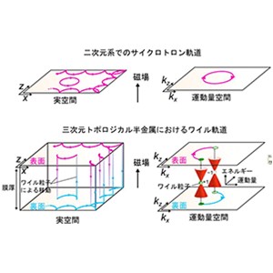離れていてもつながった電子の軌道運動の実証 ～ワイル粒子による特異な非局所量子性を観測～