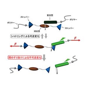 環のすり抜けにより力を可視化する蛍光プローブ ～材料が受けるpNオーダーの力を２段階で評価する～