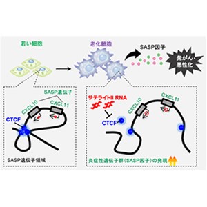 老化した細胞が炎症を引き起こすしくみを解明 ～非翻訳RNAが炎症関連遺伝子のスイッチをオンにする～