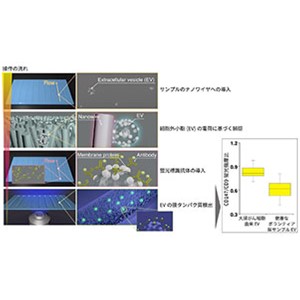 細胞外小胞の新しい捕捉方法を開発 ～ナノワイヤによって捕捉する細胞外小胞を、がん診断の新しい指標へ～