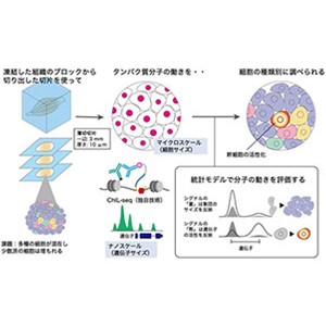 組織の細胞集団に潜む幹細胞のエピゲノム解析手法を開発 ～がん組織の精密プロファイリングに成功～