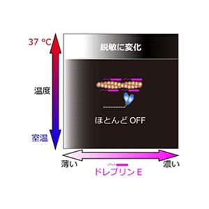 胎児の神経を形作る仕組みは精密な温度センサー ～母体の体温維持が神経の成熟に重要であることを示唆～