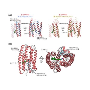 新規光駆動型イオンチャネルの構造解明と高性能分子ツールの創出～神経科学に光を当てる～