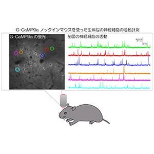 脳の神経活動を可視化する新規マウス系統を開発～高感度・高速カルシウムセンサーによる神経活動の計測に成功～