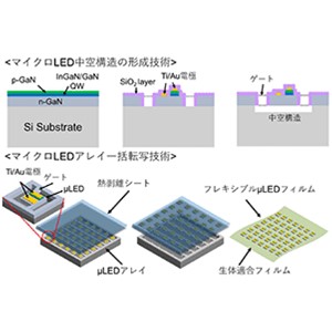 薄くて曲げられる多点マイクロLEDアレイ極薄フィルムで脳に光照射～脳の特定部位や複数部位を同時に光照射できる新しい光遺伝学用デバイスを開発～