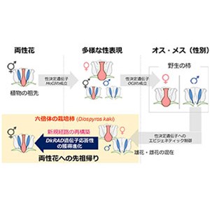 柿の花が解き明かす「植物の揺らぐ性」の進化～作物の性別を制御して効率的な作物生産や品種改良につながる技術へ～